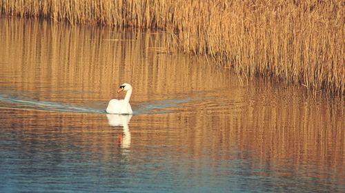 Full length of man standing in lake