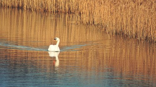 A beautiful swan