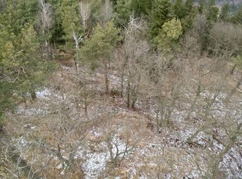 High angle view of trees in forest