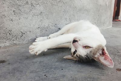 Close-up of a cat resting on footpath