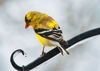 Close-up of a bird perching on a branch