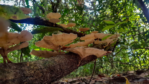 Close-up of mushroom growing on tree trunk