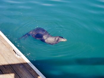 High angle view of seal in the sea