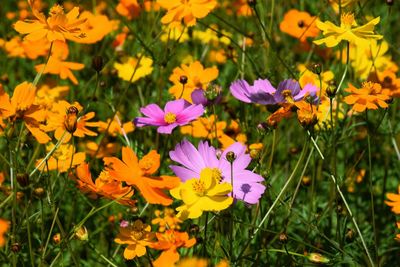 Close-up of purple cosmos flowers on field