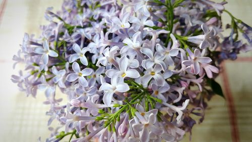 Close-up of white flowering plant