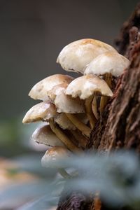 Close-up of mushrooms growing on tree