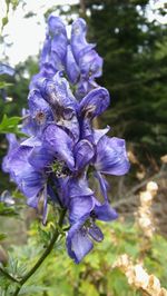 Close-up of purple flowering plant