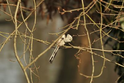 Close-up of long-tailed tit perching on branch in sunlight