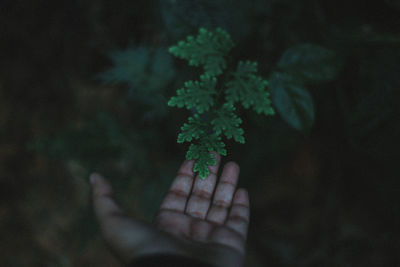 Close-up of hand holding leaf