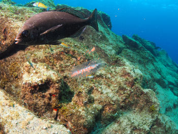 Fish swimming in sea