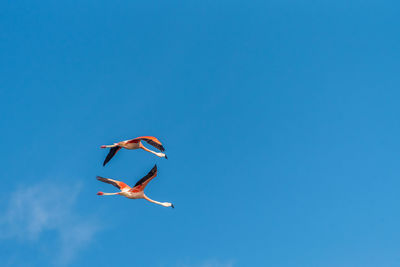 Two andean flamingos, phoenicoparrus andinus, flying with blue sky in the ansenuza sea, argentina.