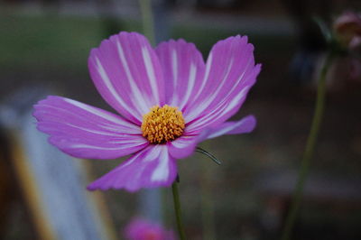 Close-up of pink cosmos flower