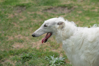 Close-up of dog on grass