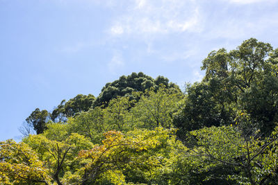 Low angle view of trees against sky