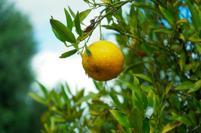 Close-up of orange growing on tree