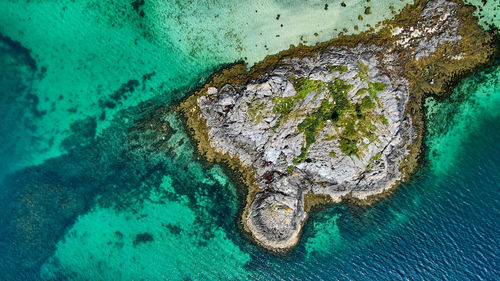 High angle view of turtle in sea