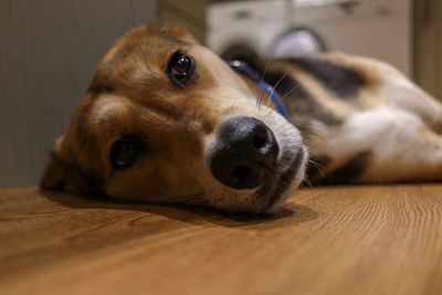 Close-up portrait of dog lying on floor