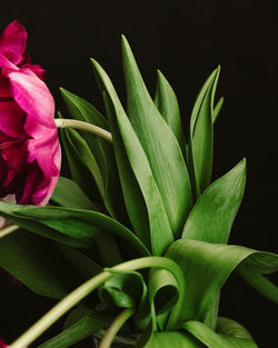 Close-up of flower