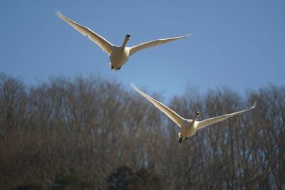 Low angle view of seagull flying against clear sky