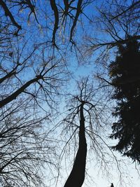 Low angle view of bare trees against sky