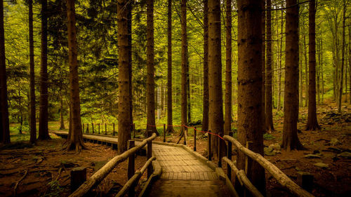 View of pine trees in forest