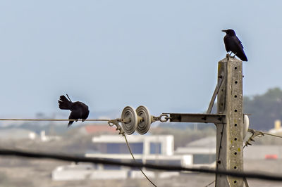 Low angle view of bird perching on cable against sky