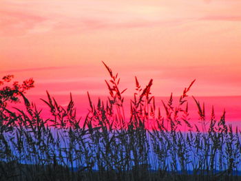 Silhouette plants growing on field against orange sky