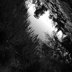 Scenic view of grass and trees against sky