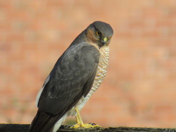 Close-up of a bird against wall