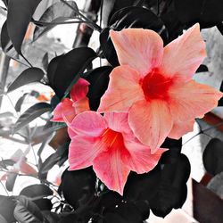 Close-up of pink flower