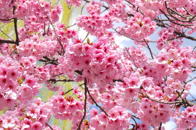 Close-up of cherry blossom