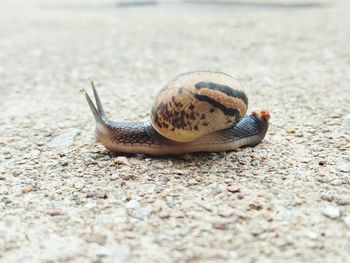 Close-up of snail on field