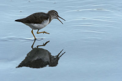 Bird on a lake