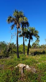 Palm trees against clear blue sky