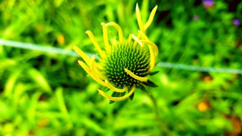 Close up of yellow flower