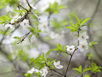 Close-up of white flowers blooming in park