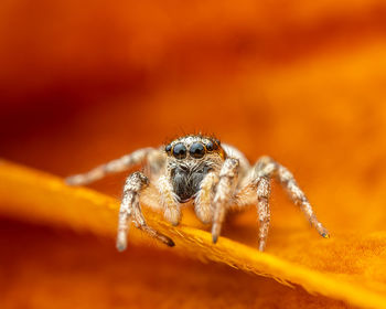 Close-up of spider