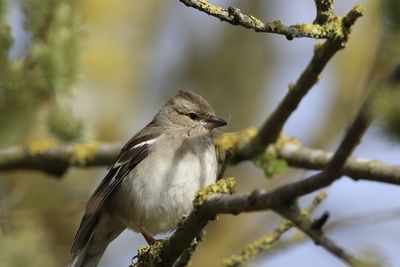 Close-up of bird perching on branch