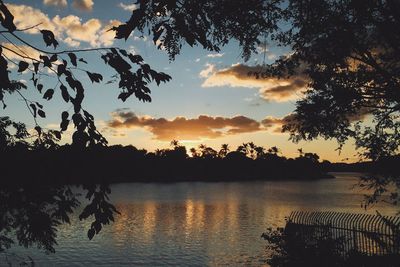 Silhouette of trees at sunset