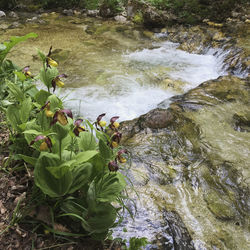 High angle view of plants