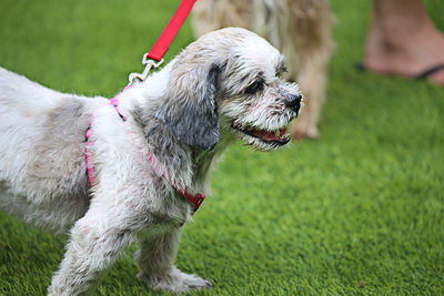 Full length of a dog on field