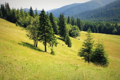 Trees on countryside landscape