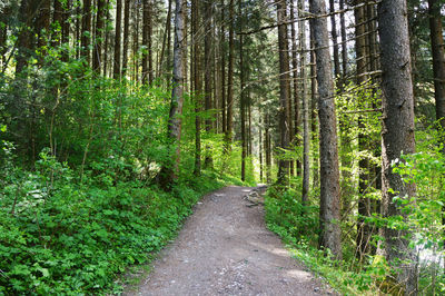 Dirt road amidst trees in forest
