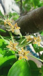 Close-up of insect on flower