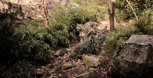 Cat in a forest