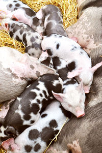 Close-up of piglets