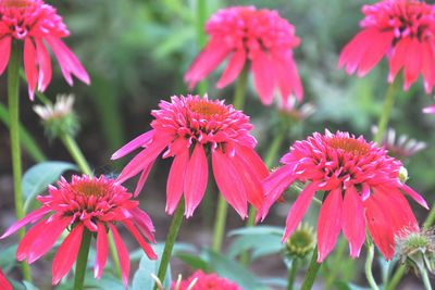 Close-up of pink flowering plants