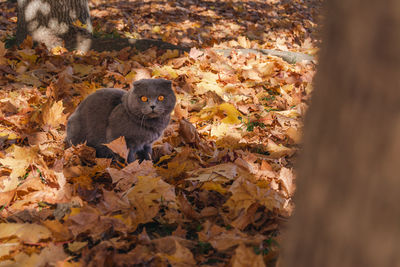 Close-up of cat in fallen leaves