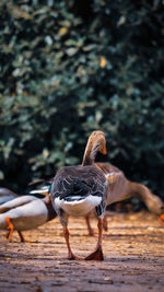 A photo of domestic bird in national park