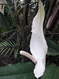 Close-up of white flowering plant on field